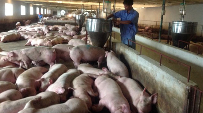 Cập nhật giá lợn hơi hôm nay 19/01/2022: Trên đà tăng mạnh