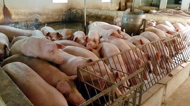 Cập nhật giá lợn hơi hôm nay 20/01/2022: Tăng mạnh trên toàn quốc