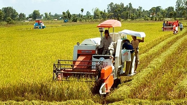 Cập nhật giá lúa gạo hôm nay 20/01/2022: Chưa có điều chỉnh