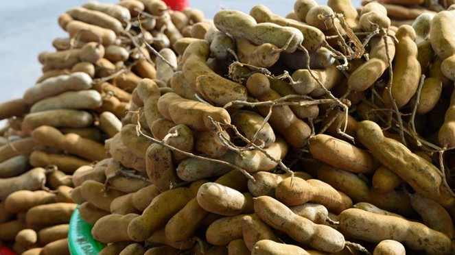 Bảo hộ chỉ dẫn địa lý “Phetchabun” cho sản phẩm quả me ngọt