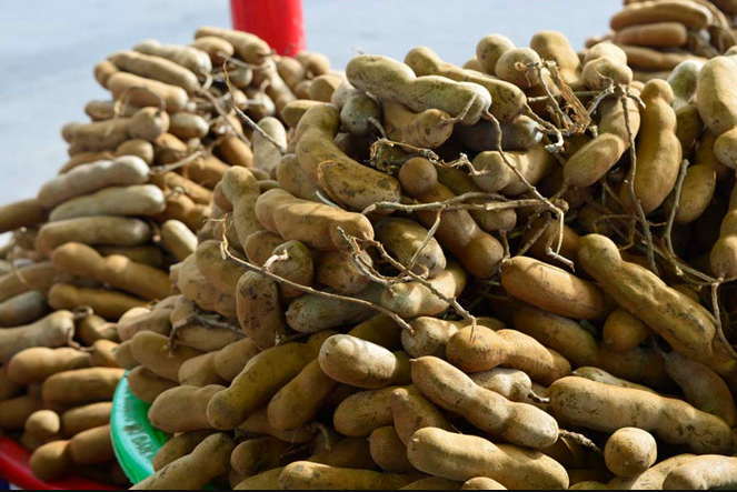 Bảo hộ chỉ dẫn địa lý “Phetchabun” cho sản phẩm quả me ngọt