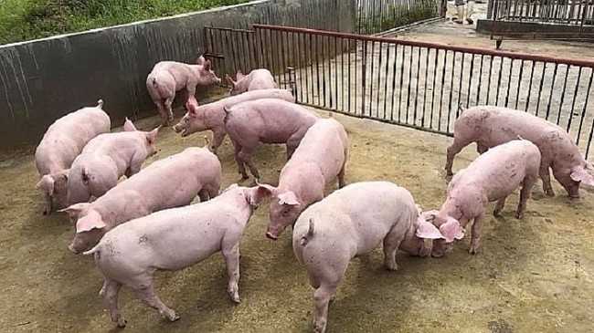 Cập nhật giá lợn hơi hôm nay 26/01/2022: Tăng rải rác tại ba miền