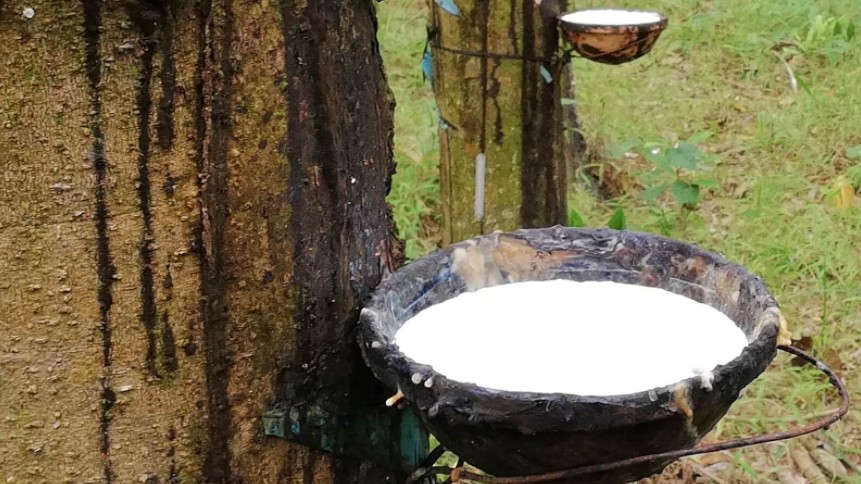 Cập nhật giá cao su hôm nay 26/01/2022: Giảm mạnh tại Trung Quốc