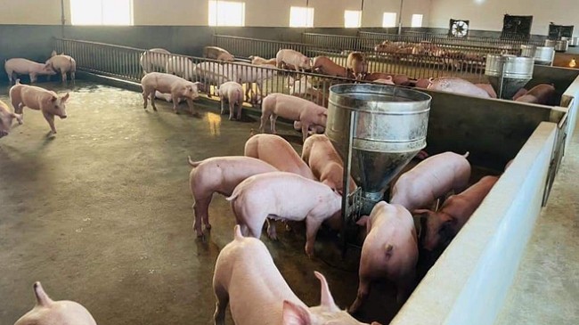 Cập nhật giá lợn hơi hôm nay 27/01/2022: Tiếp đà tăng tại hai miền Trung - Nam
