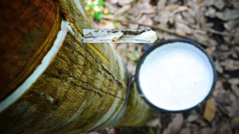 Cập nhật giá cao su hôm nay 28/01/2022: Tiếp tục giảm xuống mức thấp