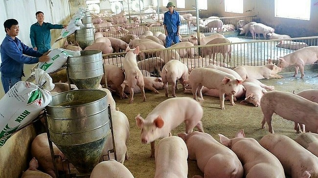 Cập nhật giá lợn hơi hôm nay 03/02/2022: Tặng nhẹ tại hai miền Bắc - Nam