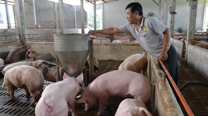 Cập nhật giá lợn hơi hôm nay 04/02/2022: Tăng nhẹ tại hai miền Trung – Nam