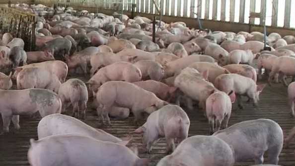 Cập nhật giá lợn hơi hôm nay 05/02/2022: Ba miền đồng loạt đứng yên
