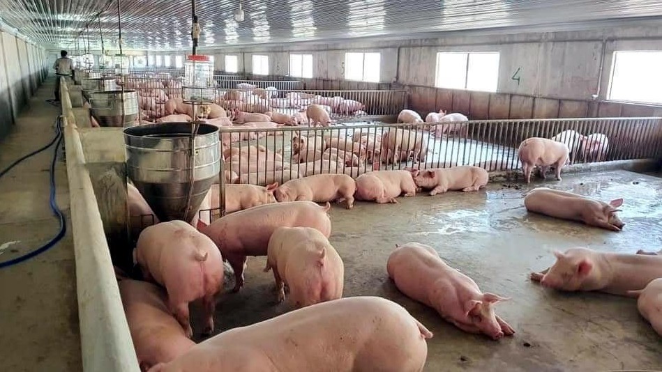 Cập nhật giá lợn hơi hôm nay 07/02/2022: Tiếp đà tăng nhẹ