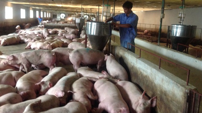 Cập nhật giá lợn hơi hôm nay 09/02/2022: Giảm mạnh tại miền Bắc