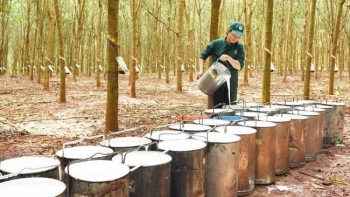 Cập nhật giá cao su hôm nay 09/02/2022: Tiếp đà tăng