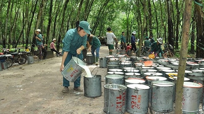 Cập nhật giá cao su hôm nay 10/02/2022: Tăng mạnh tại Nhật Bản