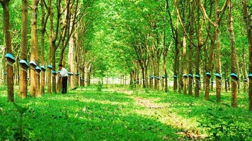 Đất trồng cây lâu năm có được xây nhà không?