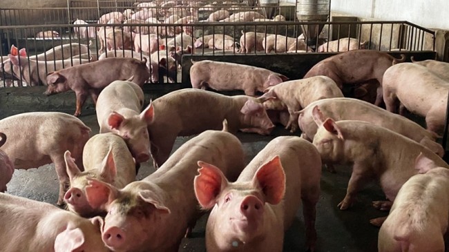 Cập nhật giá lợn hơi hôm nay 14/02/2022:  Tăng nhẹ trong ngày đầu tuần