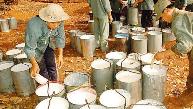 Cập nhật giá cao su hôm nay 14/02/2022: Tiếp đà tăng tại Nhật Bản