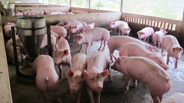 Cập nhật giá lợn hơi hôm nay 15/02/2022: Quay đầu giảm trên toàn quốc