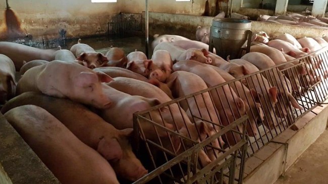 Cập nhật giá lợn hơi hôm nay 17/02/2022: Giảm rải rác tại một vài địa phương