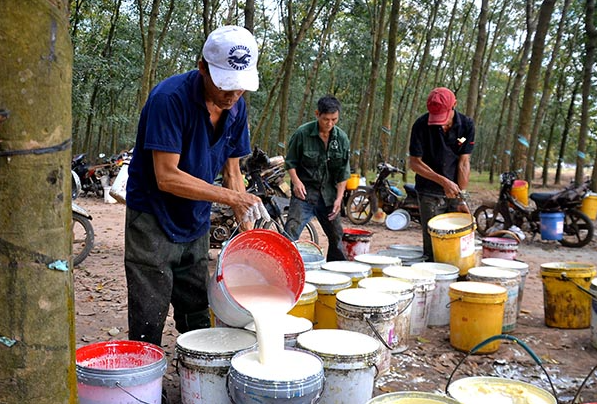 Cập nhật giá cao su hôm nay 17/02/2022: Lao dốc tại các sàn châu Á