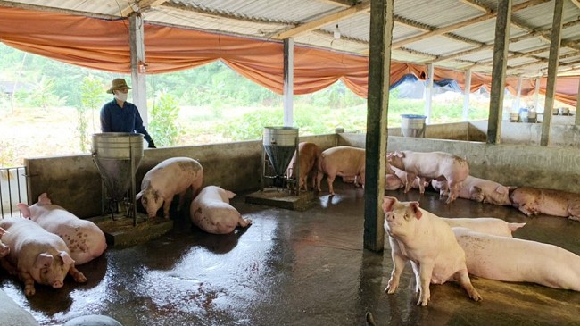 Cập nhật giá lợn hơi hôm nay 18/02/2022: Giảm nhẹ tại miền Bắc