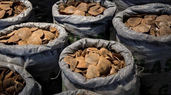 Hà Nội: Truy tố nhóm đối tượng buôn bán hàng cấm ra nước ngoài