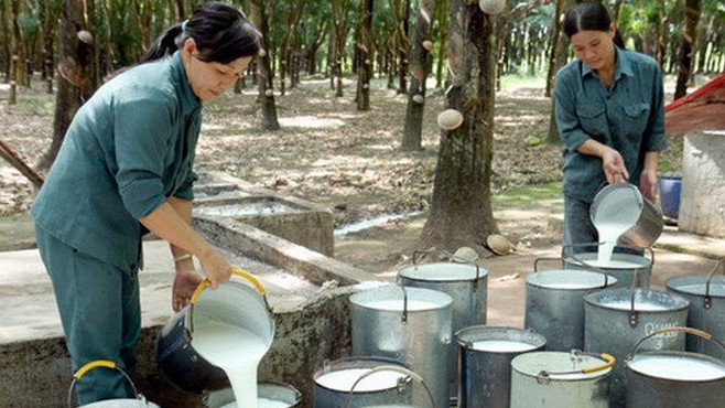 Cập nhật giá cao su hôm nay 18/02/2022: Đảo chiều tăng mạnh