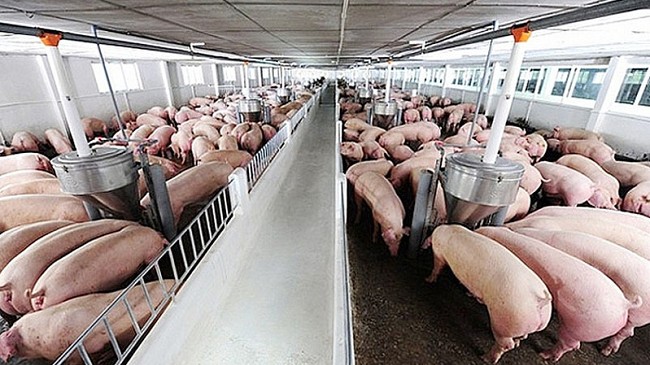 Cập nhật giá lợn hơi hôm nay 19/0/2022: Chưa xuất hiện điều chỉnh