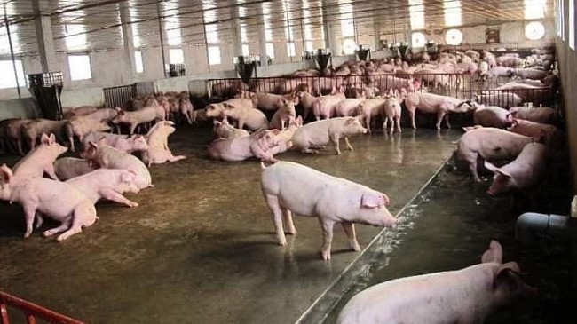 Cập nhật giá lợn hơi hôm nay 20/02/2022: Giảm mạnh trên toàn quốc