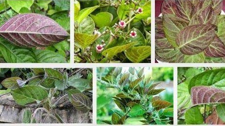 Những bài thuốc chữa bệnh từ lá mơ lông