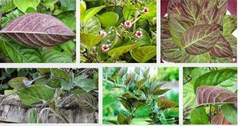 Những bài thuốc chữa bệnh từ lá mơ lông