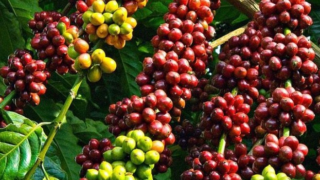 Cập nhật giá cà phê hôm nay 21/02/2022: Ổn định ngày đầu tuần