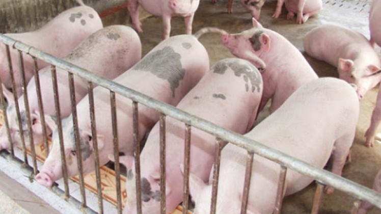 Cập nhật giá lợn hơi hôm nay 23/02/2022: Điều chỉnh giảm tại miền Bắc