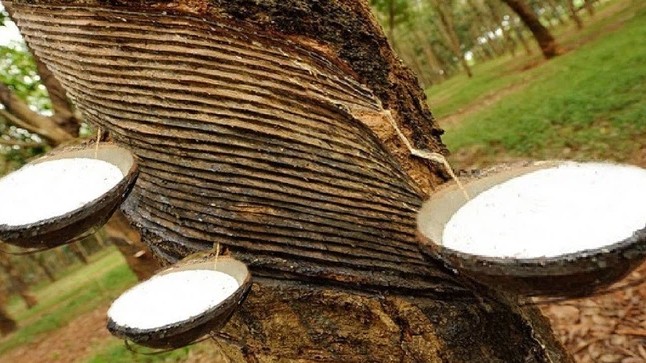 Cập nhật giá cao su hôm nay 23/02/2022: Thị trường châu Á "đỏ rực"