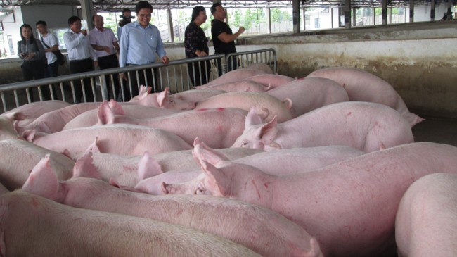 Cập nhật giá lợn hơi hôm nay 24/02/2022:  Tiếp tục giảm tại một vài tỉnh thành