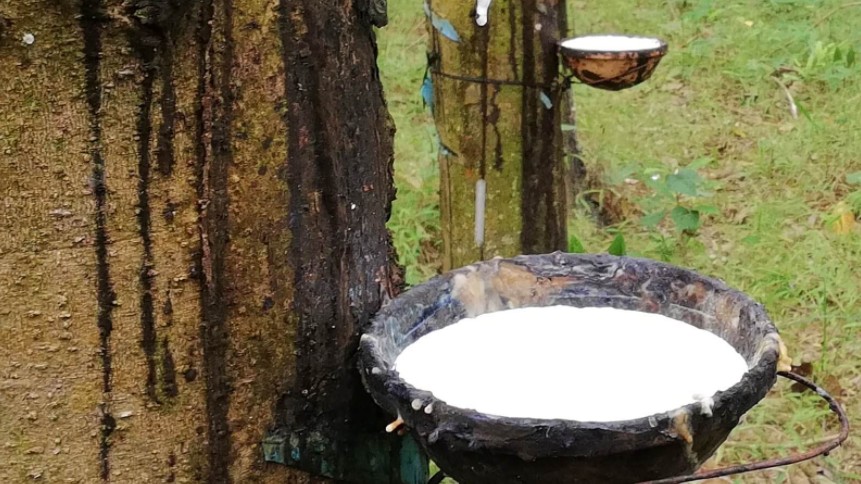 Cập nhật giá cao su hôm nay 24/02/2022: Bật đà tăng mạnh