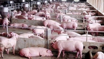 Cập nhật giá lợn hơi hôm nay 25/02/2022: Cắm đầu lao dốc