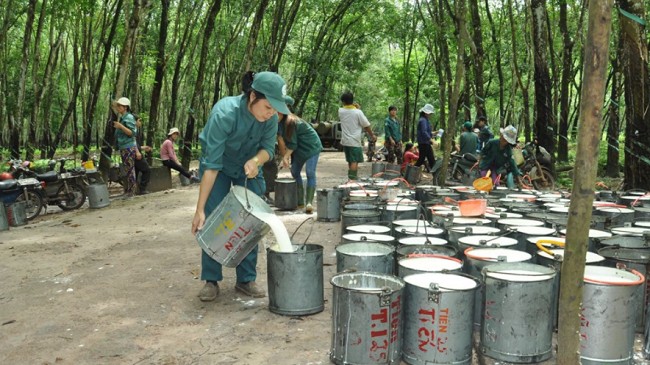 Cập nhật giá cao su hôm nay 25/02/2022: Tăng mạnh tại Nhật Bản