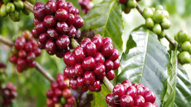 Cập nhật giá cà phê hôm nay 26/02/2022: Đảo chiều tăng nhẹ