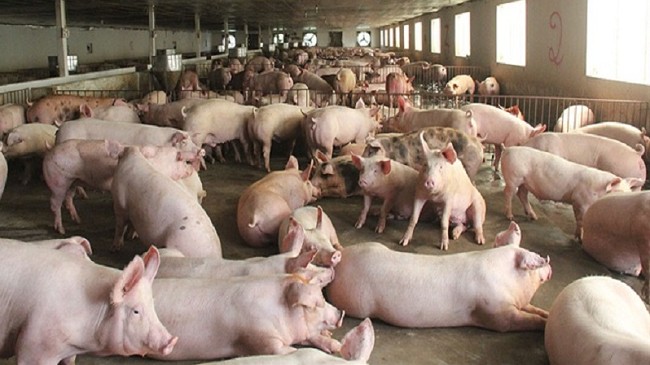 Cập nhật giá lợn hơi hôm nay 1/3/2022: Giảm rải rác ở một vài tỉnh thành