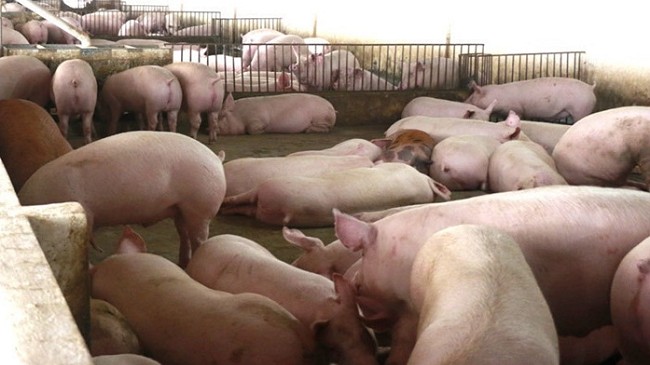 Cập nhật giá lợn hơi hôm nay 2/3/2022: Tiếp tục giảm ở một vài tỉnh thành