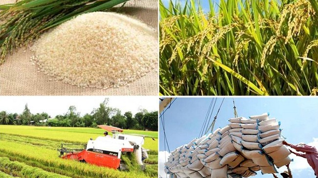 Cập nhật giá lúa gạo hôm nay 2/3/2022: Giá lúa nếp giảm 200 đồng/kg