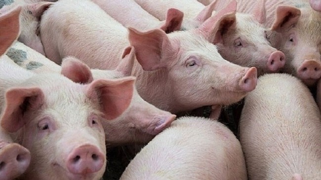 Cập nhật giá lợn hơi hôm nay 3/3/2022: Giảm mạnh ở một số tỉnh thành