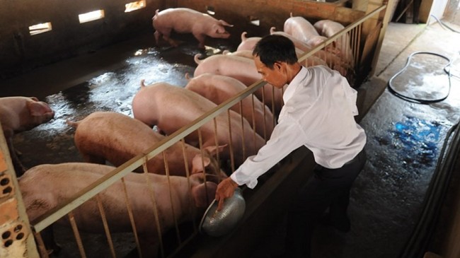 Cập nhật giá lợn hơi hôm nay 5/3/2022: Giảm nhẹ tại hai miền Bắc – Nam