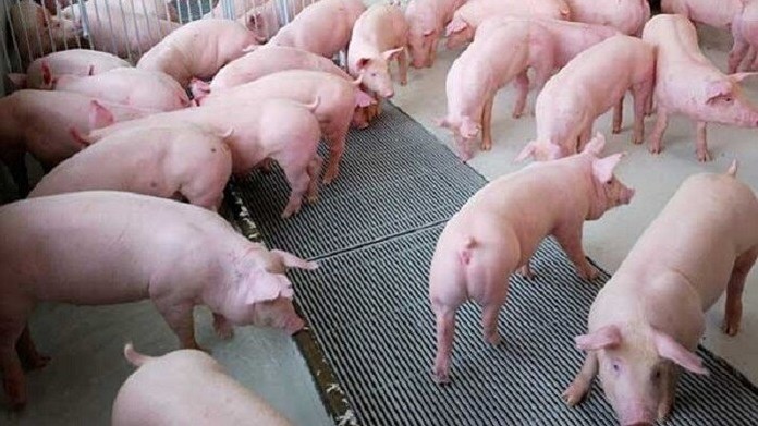Cập nhật giá lợn hơi hôm nay 6/3/2022: Đồng loạt giảm mạnh