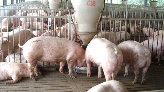 Cập nhật giá lợn hơi hôm nay 7/3/2022: Đứng yên tại hai miền Bắc – Trung