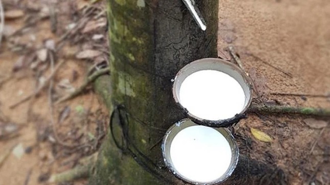 Cập nhật giá cao su hôm nay 7/3/2022: Giảm đỏ toàn thị trường