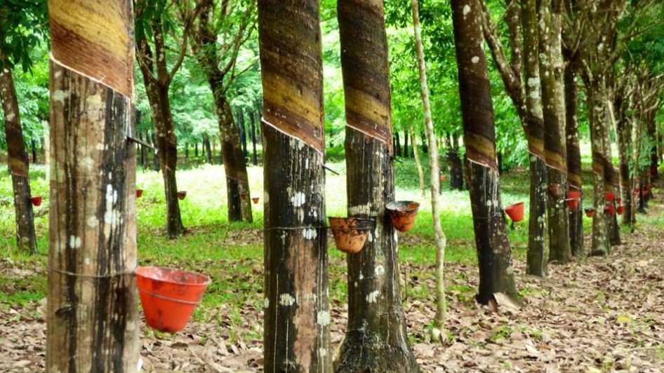 Cập nhật giá cao su hôm nay 8/3/2022: Lao dốc không phanh