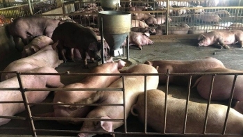 Cập nhật giá lợn hơi hôm nay 9/3/2022: Tăng rải rác tại hai miền Bắc - Trung