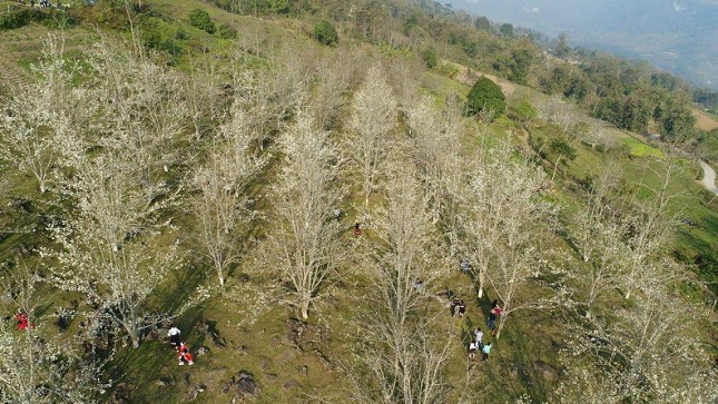 Tuyên Quang: Khai mạc lễ hội Hoa lê Hồng Thái