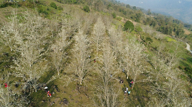 Tuyên Quang: Khai mạc lễ hội Hoa lê Hồng Thái
