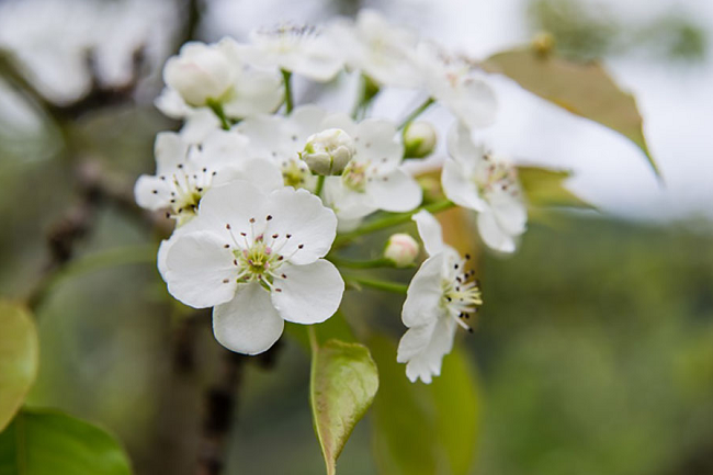 Tuyên Quang: Khai mạc lễ hội Hoa lê Hồng Thái